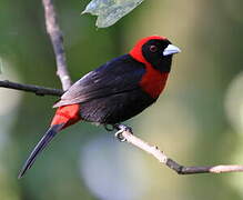 Crimson-collared Tanager