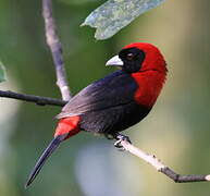 Crimson-collared Tanager