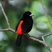 Scarlet-rumped Tanager (costaricensis)