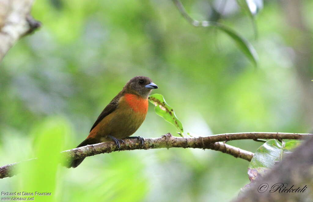 Tangara de Cherrie femelle adulte, identification