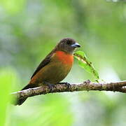 Scarlet-rumped Tanager (costaricensis)