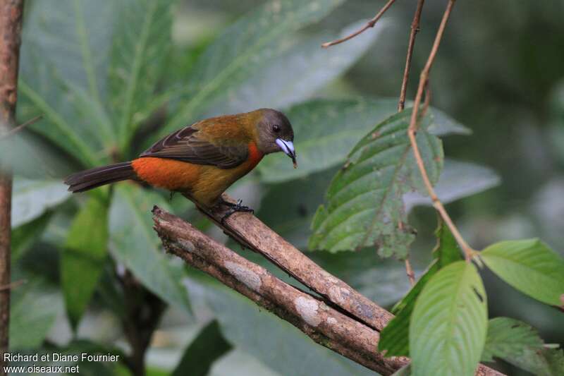 Scarlet-rumped Tanager (costaricensis) female adult, fishing/hunting