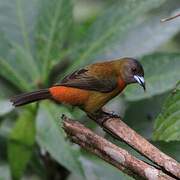 Scarlet-rumped Tanager (costaricensis)