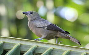 Palm Tanager