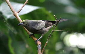 Palm Tanager