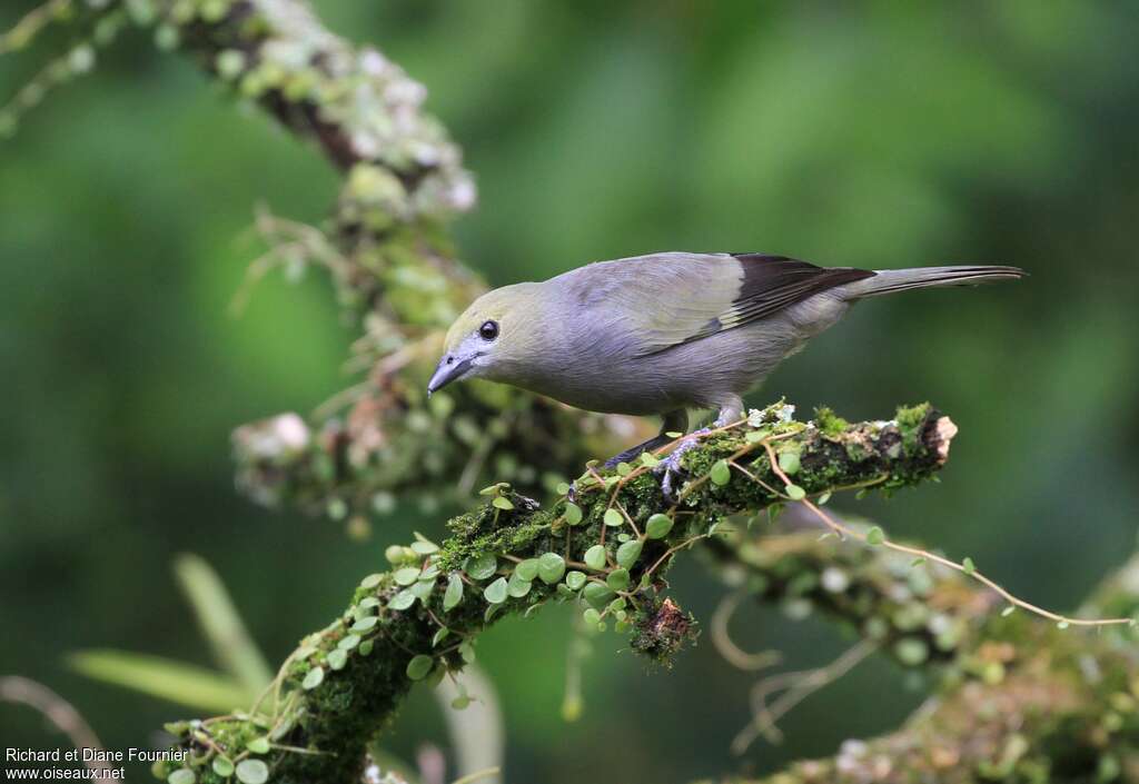 Tangara des palmiersadulte, identification