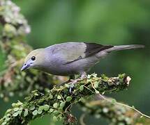 Palm Tanager