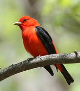 Scarlet Tanager