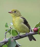 Scarlet Tanager