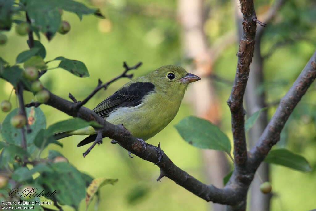 Scarlet Tanager male adult post breeding, identification