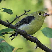 Scarlet Tanager