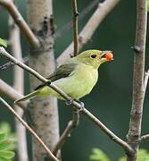 Scarlet Tanager