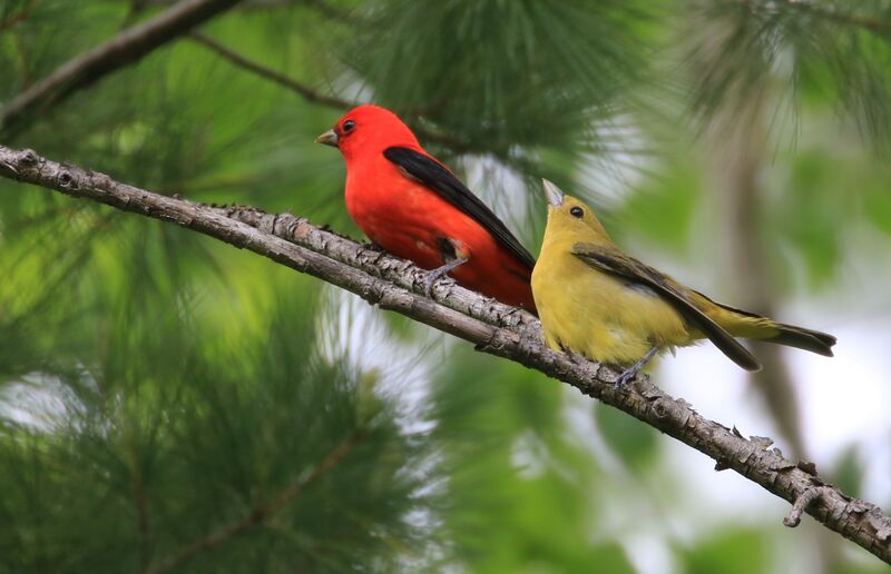 Scarlet Tanager, mating.