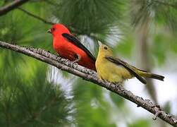 Scarlet Tanager