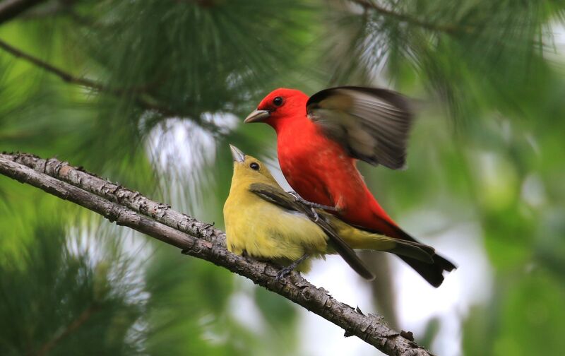 Scarlet Tanager, mating.