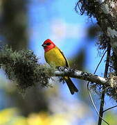 Red-headed Tanager