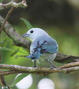 Blue-grey Tanager