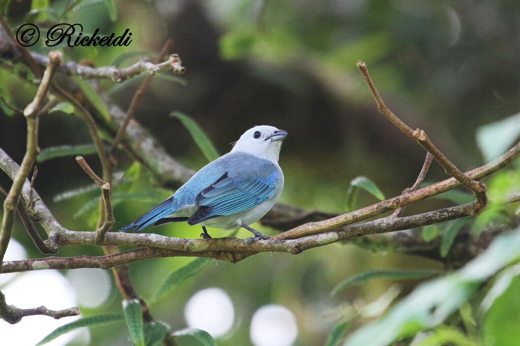 Blue-grey Tanager