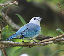 Blue-grey Tanager