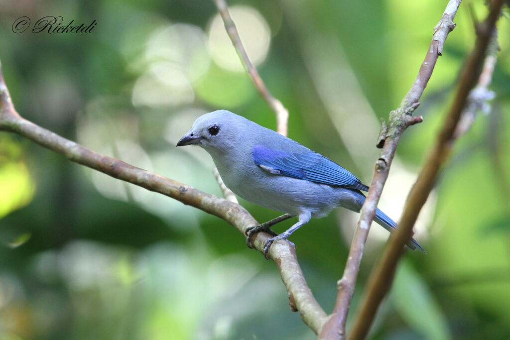 Blue-grey Tanager