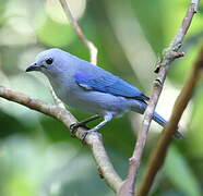 Blue-grey Tanager