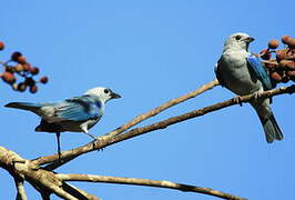 Blue-grey Tanager