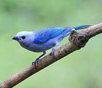 Blue-grey Tanager