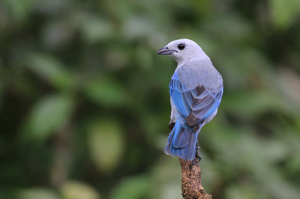 Blue-grey Tanager