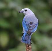 Blue-grey Tanager