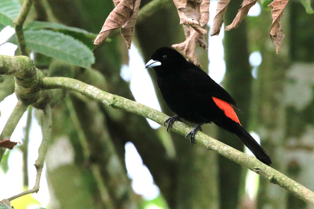 Flame-rumped Tanager male