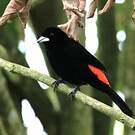 Tangara flamboyant