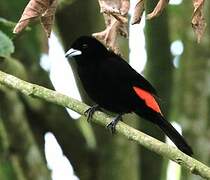 Flame-rumped Tanager