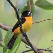 Flame-rumped Tanager