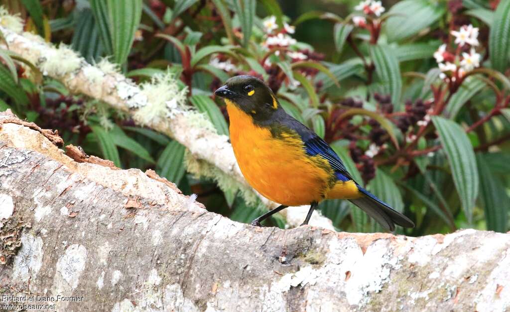 Tangara larmoyantadulte, identification