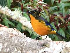 Lacrimose Mountain Tanager