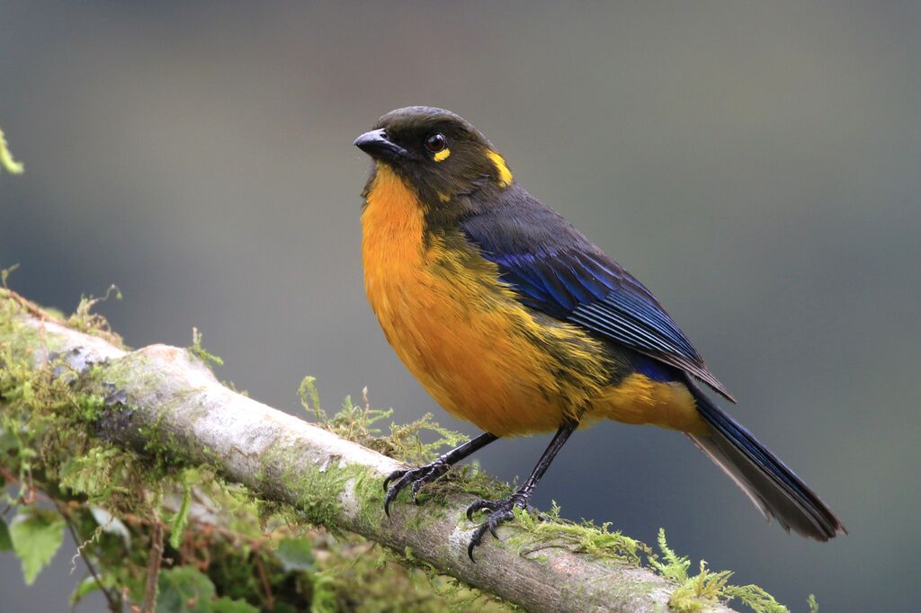 Lacrimose Mountain Tanager