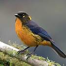 Tangara larmoyant