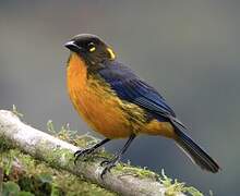 Lacrimose Mountain Tanager