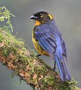 Lacrimose Mountain Tanager