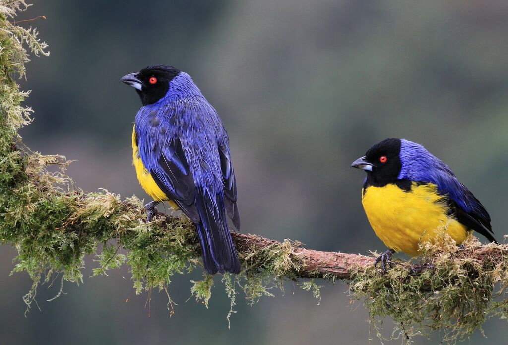 Hooded Mountain Tanager