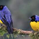 Tangara montagnard