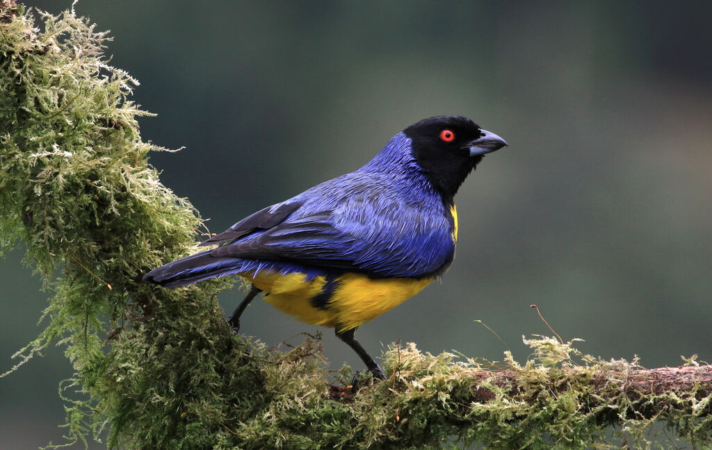 Hooded Mountain Tanager