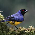 Tangara montagnard
