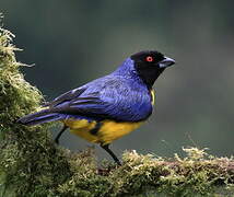 Hooded Mountain Tanager