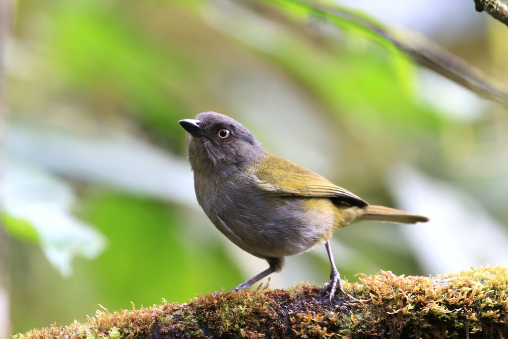 Dusky Chlorospingus