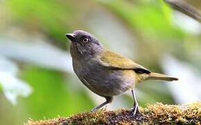 Dusky Bush Tanager