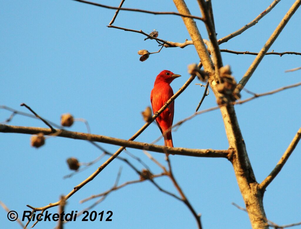 Summer Tanager