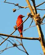 Summer Tanager