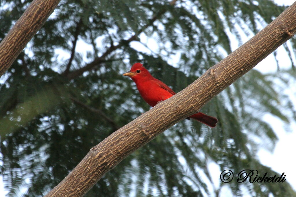 Summer Tanager male