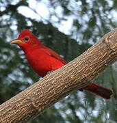 Summer Tanager